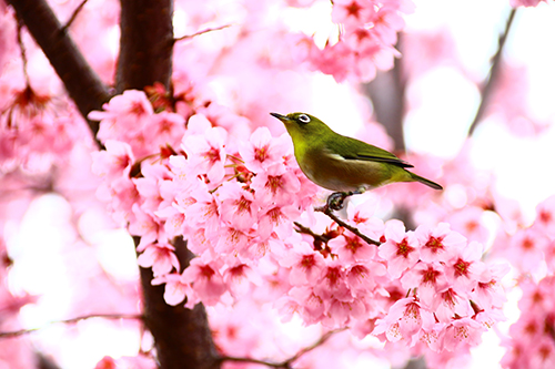 写真:4月