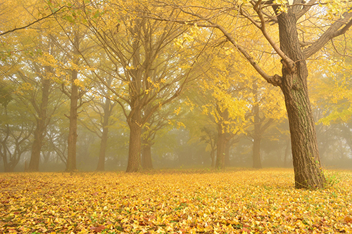 写真:11月