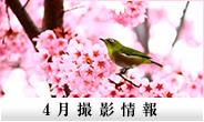 4月