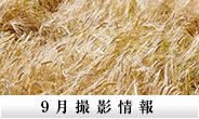 9月