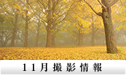 11月